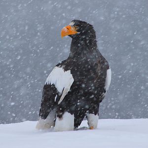 Steller's Sea Eagle (Haliaeetus pelagicus)