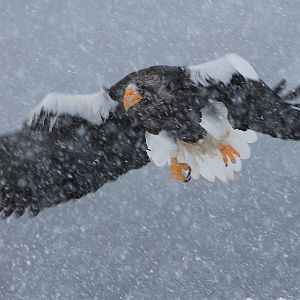 Steller's Sea Eagle (Haliaeetus pelagicus)