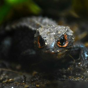 Red-eyed Crocodile Skink (Tribolonotus gracilis)