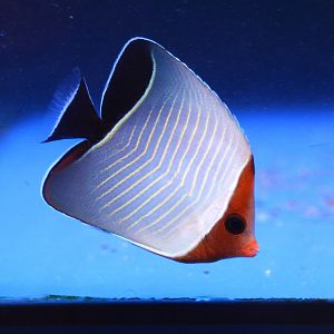 Hooded Butterflyfish (Chaetodon larvatus)