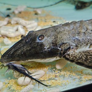 Commerson's Giant Whiptail (Paraloricaria commersonoides)