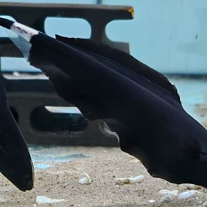 Sailfin Ghost Knifefish (Apteronotus albifrons 'Mutant I')