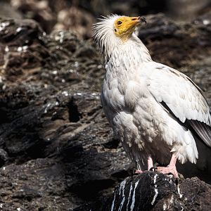 Egyptian vulture