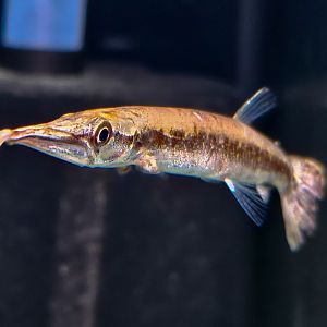 Giant Bicuda (Boulengerella cuvieri)