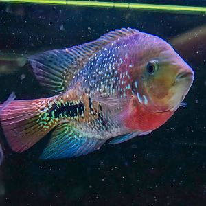 Belize Fire-headed Synspilum (Vieja melanurus "Belize")