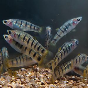 Miragoâne Tiger Limia (Limia islai)