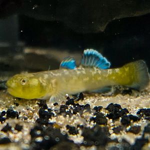 Desert Goby (Chlamydogobius eremius)