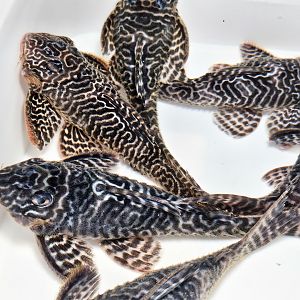 King Tiger Pleco, "L333" (Hypancistrus seideli)