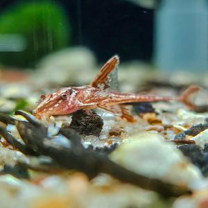 Red Lizard Whiptail (Rineloricaria sp. L010a)