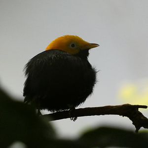 Golden-headed manakin