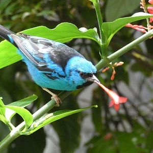 Blue dacnis