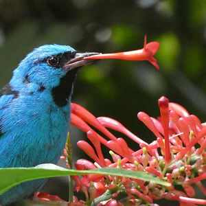 Blue dacnis
