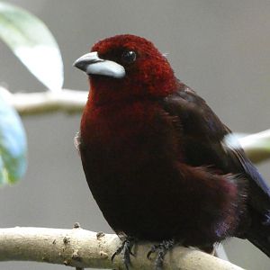 Silver-beaked tanager