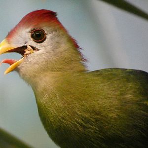 Red-crested turaco