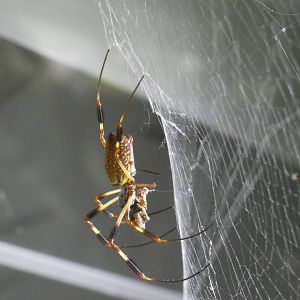 Golden silk orb-weaver