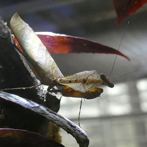 Dead leaf mantis