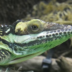 Oriental knight anole