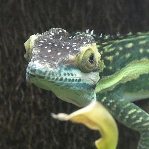 Oriente knight anole