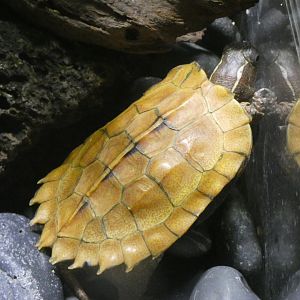 Black-breasted leaf turtle