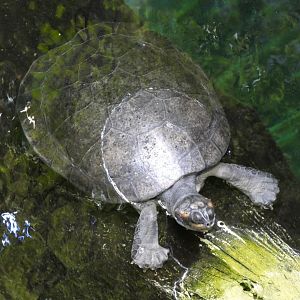 Arrau turtle