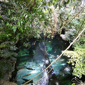 Flooded forest tank viewed from the rainforest
