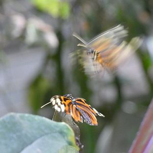 Disturbed tigerwing mating dance