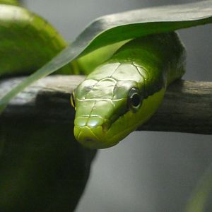 Red-tailed green ratsnake