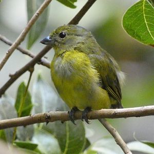 Female violaceous euphonia