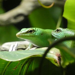 Emerald tree skink