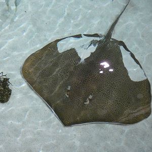 Fine-spotted leopard whipray