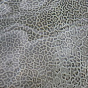 Fine-spotted leopard whipray