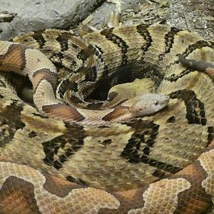 "Canebrake" rattlesnake and southern copperhead