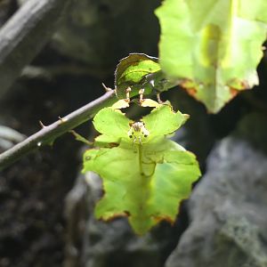Insect ID - taken at Chester Zoo on 19.02.25