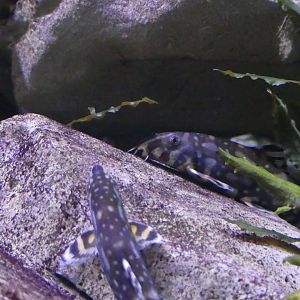 Loach ID - taken at Chester Zoo on 19.02.25