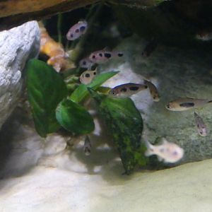 Fish ID - taken at Chester Zoo on 19.02.25