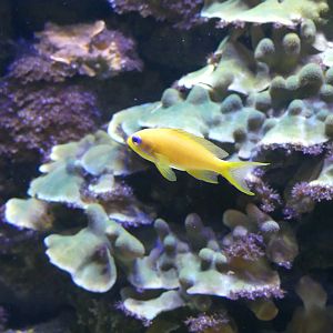 Anthias? ID - taken at Chester Zoo on 19.02.25