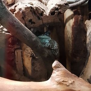 Reptile Hall- Amazon Milk Frog 200225