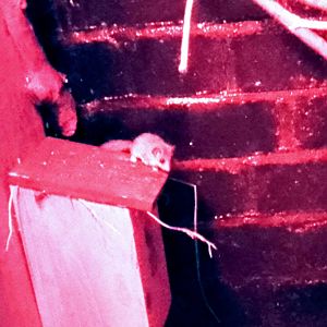 Nocturnal House- African Dormouse 020225