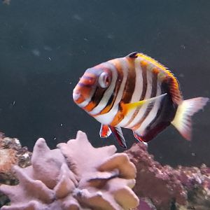 Aquarium- Harlequin Tuskfish 200225