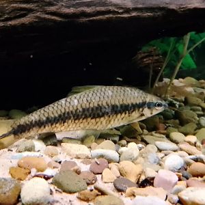 Aquarium- Siamese Algae eater 200225