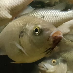 Aquarium- Nsess 200225