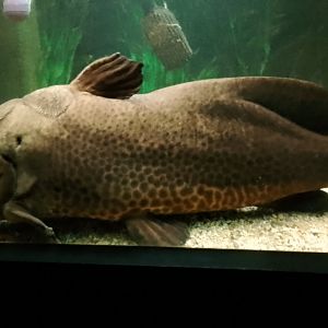 Aquarium- Giraffe Catfish 020225