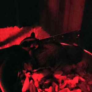 Nocturnal House- sugar glider 020225
