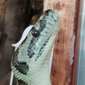 Tropical Hall- Carpet Python 200225