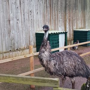 Outdoor area- Emu 200225