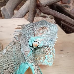 Reptile Hall- Green Iguana 200225