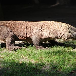 Komodo Dragon (Varanus komodoensis)
