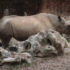 Black Rhinoceros (D. b. minor / michaeli?)
