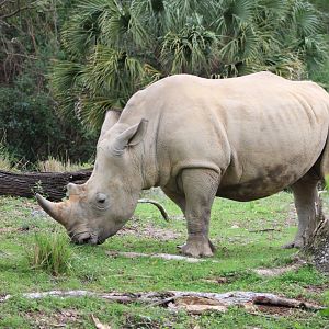 Southern White Rhinoceros (C. s. simum)