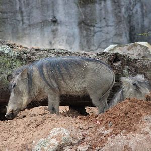 Common Warthogs (Phacochoerus africanus)